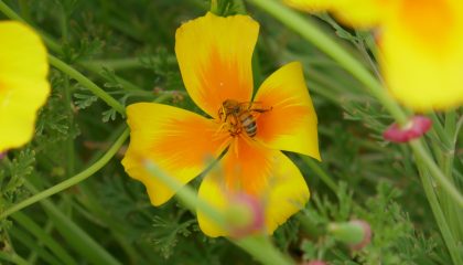 abeille
