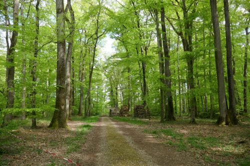foret vouillé (48)