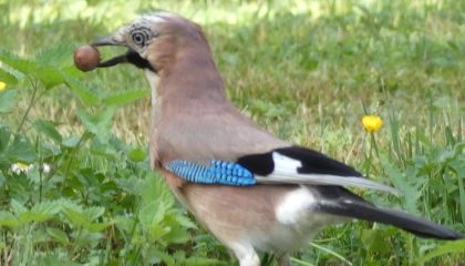 geai-des-chenes-francine-bonfils